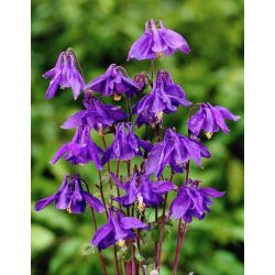 Alpski kolumbin, božji dah - Aquilegia alpina - 1 kom