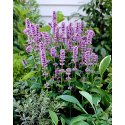 Agastache, Isop de anason - Blue Fortune