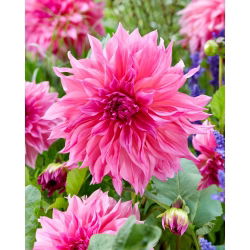 Dahlia - Café com Leite Rosé