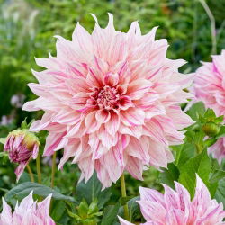 Dahlia - Twist Milk Coffee