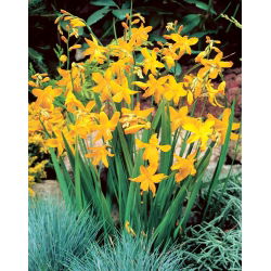 Montbretia (Crocosmia) Suzanna - XXL løg - 5 stk.
