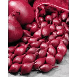 Mlada čebula "Wenta" - rdeča - 5 kg