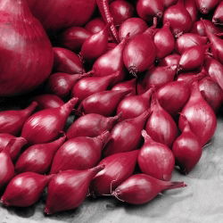 Mlada čebula "Wenta" - rdeča - 5 kg