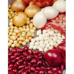 Cipollotto - mix varietale - 1 kg - 