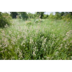 Gazon Kentucky bluegrass Markus - 5 kg - 