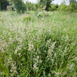 Gazon Kentucky bluegrass Markus - 5 kg - 