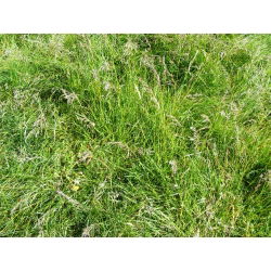 Gazon înalt Starlett - 5 kg - 