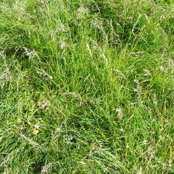 Gazon înalt Starlett - 5 kg - 
