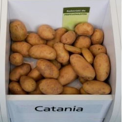 Utsädespotatis - Catania - mycket tidig sort - 12 st - 