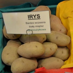 Utsädespotatis - Irys - mycket tidig sort - 12 st - 