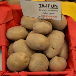 Semenski krompir - Tajfun - srednje zgodnja sorta - 12 kom - 