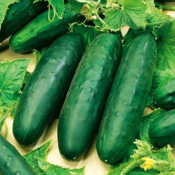 Cucumber - Marketmore - High-Yield, Disease-Resistant - Fresh Seeds