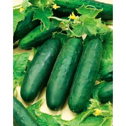 Cucumber - Marketmore - High-Yield, Disease-Resistant - Fresh Seeds