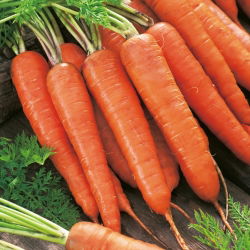 Möhre - Rote Riesen 2 - Spät, eine sehr produktive Karottensorte - Samen