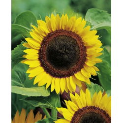 Auringonkukka - 500 grammaa - Helianthus annuus - siemenet