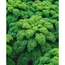 Kale "Halbhoher grüner krauser" - 50 g hạt - 15000 hạt - Brassica oleracea L. var. sabellica L.