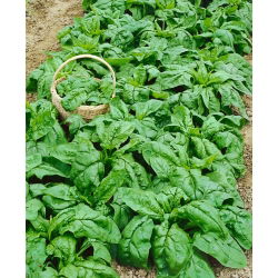 Špinača 'Winter Giant' - 500 g -  Spinacia oleracea - semena