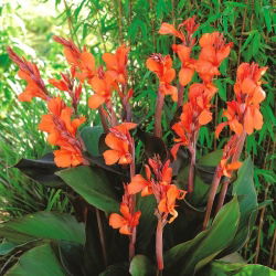 Canna Wyoming - XL pakuotė - 50 vnt.