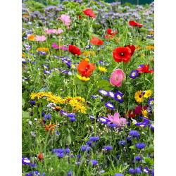 Blomstereng - blanding af over 40 vilde blomsterarter - 100 g - Rig mangfoldighed, levende havemix - Friske frø