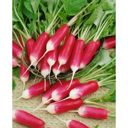 18-dnevno seme redkev - Raphanus sativus - 425 semen - Raphanus sativus L. - semena