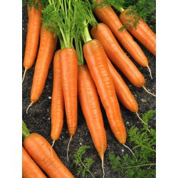 Porkkana - First Harvest - 50 grammaa - 42500 siemenet - Daucus carota ssp. sativus