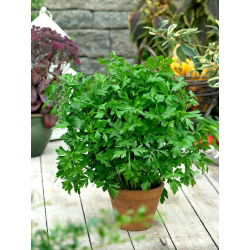 Peterseli daun "keras" - 100 g - 