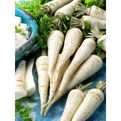 Peterseli "Halblange - Berliner" - varietas terlambat - 100 g - 85000 biji - Petroselinum crispum 
