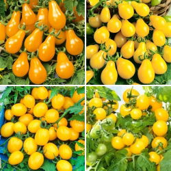 Semillas de tomate amarillo - selección de 4 variedades - 