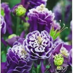 Teltvirágú harangláb - Aquilegia vulgaris - Lenyűgöző virágok, tökéletes csokrokhoz - Friss vetőmagok