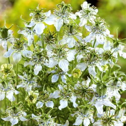 Zwarte komijn (Nigella sativa) - honingplant - 1 kg zaden