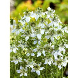 Zwarte komijn - honingplant - 100g zaden (Nigella sativa)