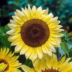 Dísznapraforgó - Lemon Queen - Helianthus annuus - 1 kg - Nagy citromsárga virágok - Friss vetőmagok