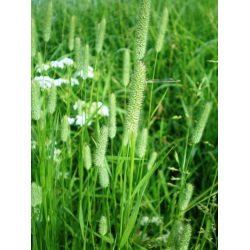 Eng-Rottehale 'Karta' - 10 kg frø (Phleum pratense)