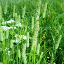 Eng-Rottehale 'Karta' - 10 kg frø (Phleum pratense)
