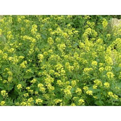Vitsenap 'Maryna' - 25 kg frön (Sinapis alba)