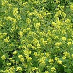 Vitsenap 'Maryna' - 25 kg frön (Sinapis alba)