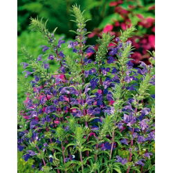 Moldavisk Dragehoved - bivenlig plante, økoskemae - Dracocephalum moldavica - 1 kg - Aromatisk urt, perfekt til medicinske formål - Friske frø
