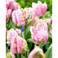 Tulip - Air - GIGA Pack! - 250 pcs