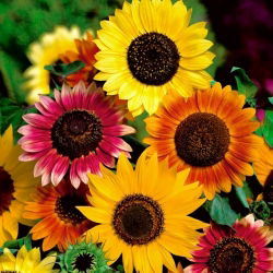 Girasol - variada - Helianthus annuus - 1 kg - Espectáculo vibrante para el jardín - Semillas frescas