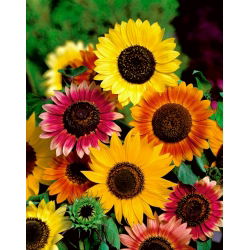 Girasol - variada - Helianthus annuus - 1 kg - Espectáculo vibrante para el jardín - Semillas frescas