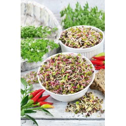 Semi per germogli - Ravanello - Miscela piccante - 100 g - Germogli nutrienti e piccanti - Semi Freschi