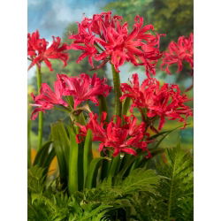 Nerine - Pearls of Cherry - Nagy kiszerelés - 10 db.