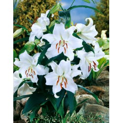 Orientalische Lilie - Casa Blanca - Lilium - Pflegeleichter Blütentraum - Blumenzwiebel - XXL-Packung - 50 Stück