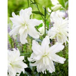 Lily - Lotus Ice - Oriental, Double - Large Pack! - 10 pcs.