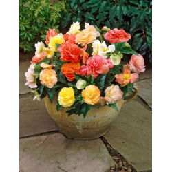 Begonia - Pastel Mix - GIGA Pack! - 100 pcs.