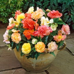 Begonia - Pastel Mix - GIGA Pack! - 100 pcs.