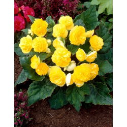 Multiflower Begonia - Multiflora Maxima - Yellow - GIGA Pack! - 100 pcs.