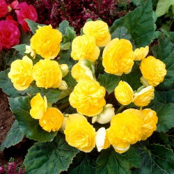Multiflower Begonia - Multiflora Maxima - Yellow - GIGA Pack! - 100 pcs.