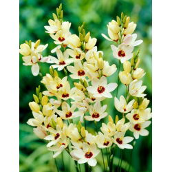 Ixia - Marquette - Giga csomag - 1250 db.