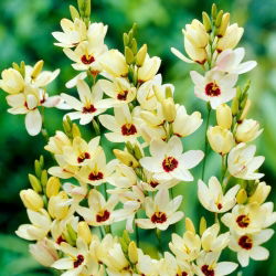 Ixia - Marquette - Giga csomag - 1250 db.